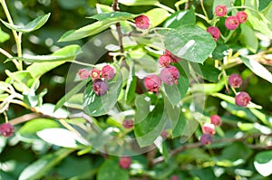 Red fruits of a juneberry in sunlight