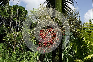 Red fruits of Manilla palm tree in Grande Riviere village in Trinidad and Tobago photo
