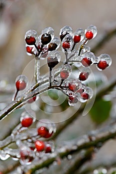 The red fruits of the plants are covered with ice and frost in winter