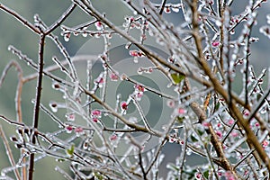 The red fruits of the plants are covered with ice and frost in winter