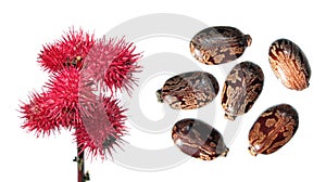 Red fruits of Ricinus isolated on white. Seeds of Castor Bean Plant or Ricinus communis on white background