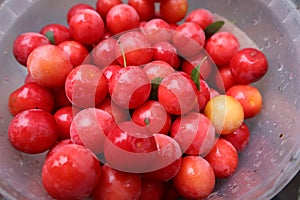 Red fruits of ripe juicy cherry plum, fresh harvest of fruits