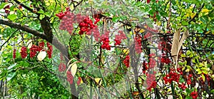 Red fruits of schisandra growing on branch in row. Clusters of ripe schizandra