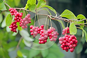 Red fruits of schisandra growing on branch in row. Ripe schizandra on liana in garden photo