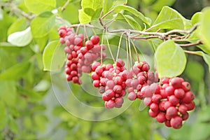 Red fruits of schisandra growing on branch in row. Schizandra on liana in garden