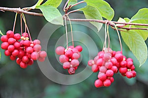 Red fruits of schisandra growing on branch in row. Schizandra on liana in garden