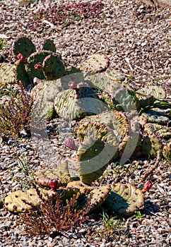 Red fruits with seeds of Opuntia overwintered under the snow in the botanical garden