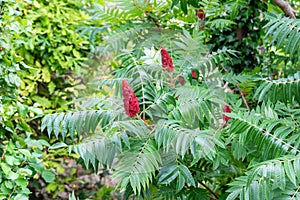 The red fruits of Staghorn sumac or velvet sumac ,Rhus typhina photo