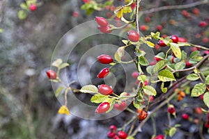 Red fruits of Sweet Briar, Rosa rubiginosa photo
