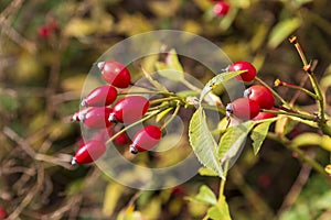 Red fruits of Sweet briar, Rosa Rubiginosa