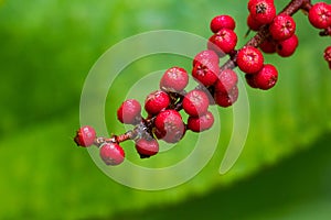 Red fruits from a tropical plant