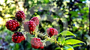 Red fruits