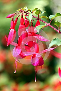 Red Fuchsia