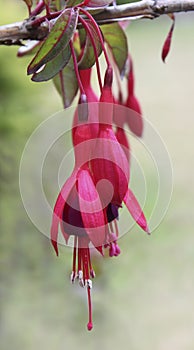 Red Fuchsia Flower