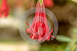 A red Fuchsia flower called Ladies Eardrop in the tropical garden above the city of Funchal Madeira photo