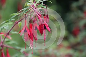 Red fuchsia flower plant in a greenhouse in Moerkapelle in the Netherlands.