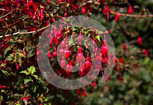 Red Fuchsia in a hedgerow