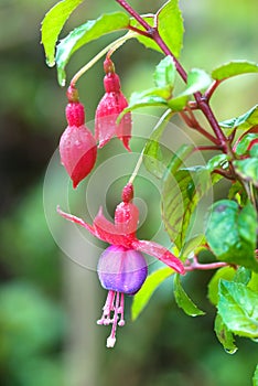 Red Fuchsia or Lady's Eardrops flower