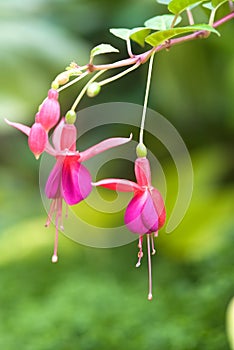 Red Fuchsia or Lady's Eardrops flower