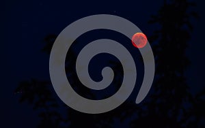 red full moon seen behind tree blood mon from 2018