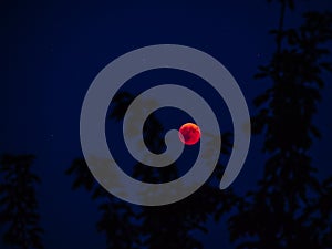 red full moon seen behind tree blood mon from 2018