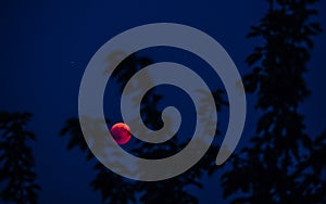 red full moon seen behind tree blood moon from 2018