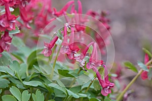 Red fumewort, Corydalis solida Vuurvogel, flowering red