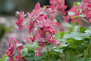 Red fumewort, Corydalis solida Vuurvogel, red flowers