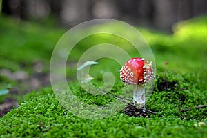 The red fungi mushroom amanita muscaria in green moss at autumn forest