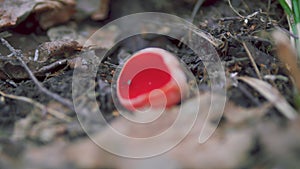 Red Fungi Sarcoscypha Coccinea. Order Pezizales. Family Sarcoscyphaceae. Nature And Ecology. Scarlet Elf Cup On Forest