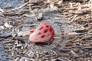 Red fungus called basket stinkhorn Clathrus ruber grows after a heavy rain