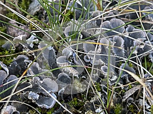 The red fungus (Peltigera rufescens (Weiss) Humb.) is a species of fungi from the Peltigeraceae family