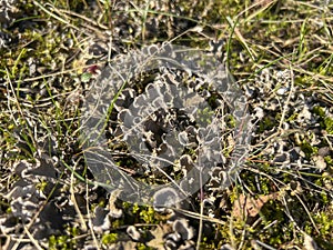 The red fungus (Peltigera rufescens (Weiss) Humb.) is a species of fungi from the Peltigeraceae family