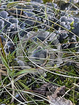 The red fungus (Peltigera rufescens (Weiss) Humb.) is a species of fungi from the Peltigeraceae family