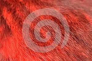 Red fur texture background stock images