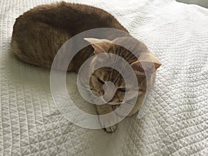 Red furred cat on white blanket photo