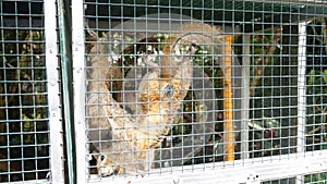 Red-furred squirrels in a cage are playing and eating