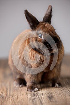 Red furry bunny looking into camera