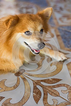 Red furry dog lying on the tile floor.