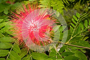 Red furry flower, Calliandra haematocephala, Israel