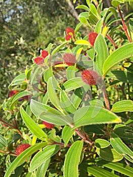 Red furry hairy flower buds of Indian rhododendron, Malabar Melastome plant in Thailand, Asia