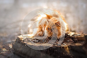 Red furry a liitle bit scared persian cat in the forest. Soft natural light. Space for text