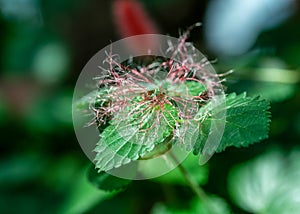 red fuzzy flower on green leaves