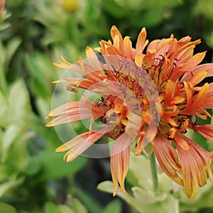 Red gaillardia pulchella in garden