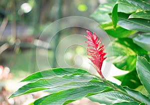 Red galangal flower in garden