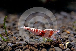 Red galaxy dwarf shrimp look for food in aquatic soil in freshwater aquarium tank