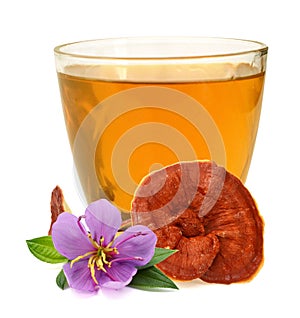 Red ganoderma on white background. Mushroom, brown.