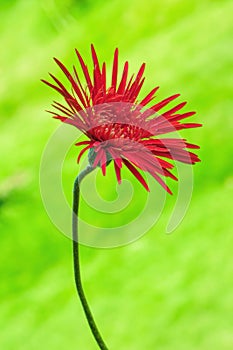 Red Garbera Flower in Green Garden