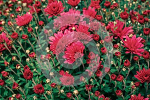 Beautiful red garden chrysanthemum flowers bush