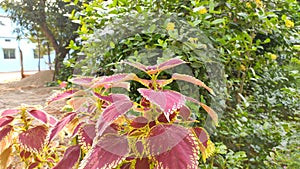 Red garden crotons in the garden